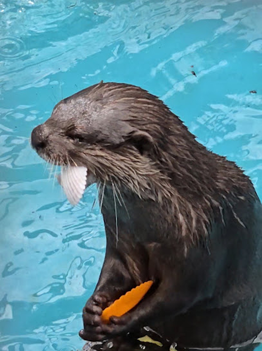 Otter Swim Lessons Near Tampa, FL -- Chase Sanctuary Webster Florida
