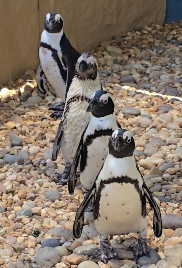 African Penguin Habitat