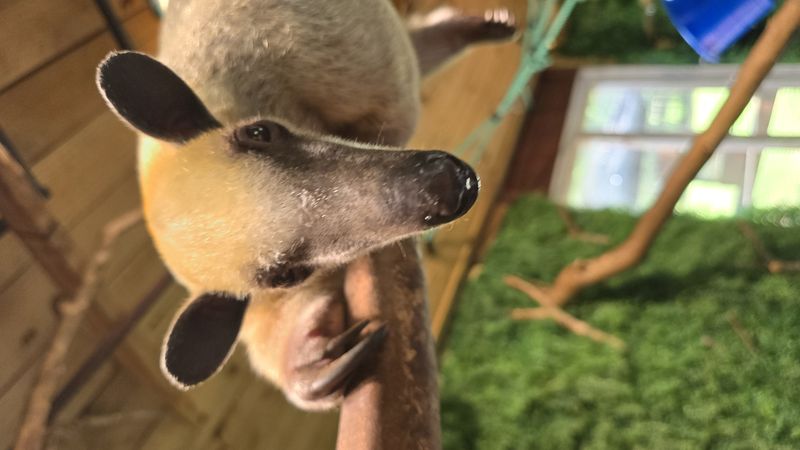 Baby anteater at Chase Sanctuary