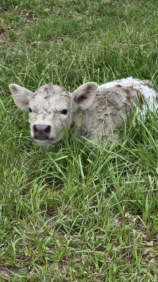 Baby mini cow at Chase Sanctuary