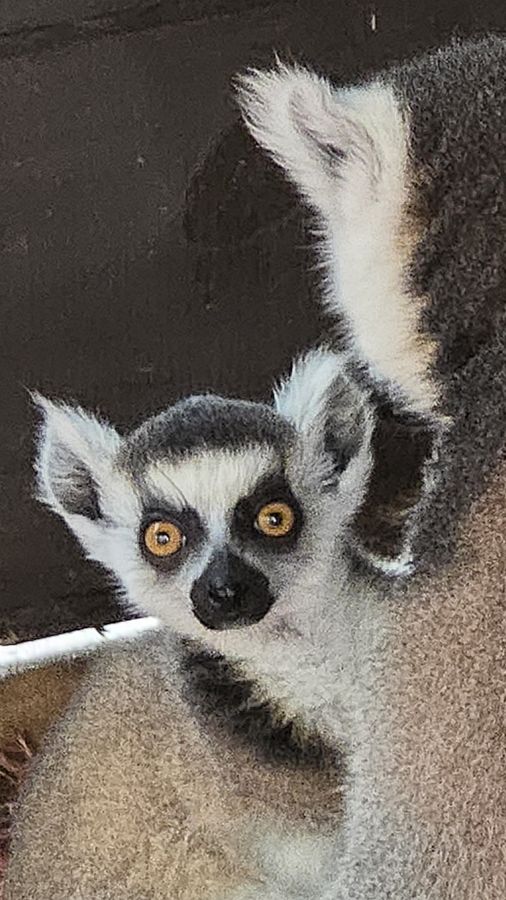 Ring-tailed lemur at Chase Sanctuary