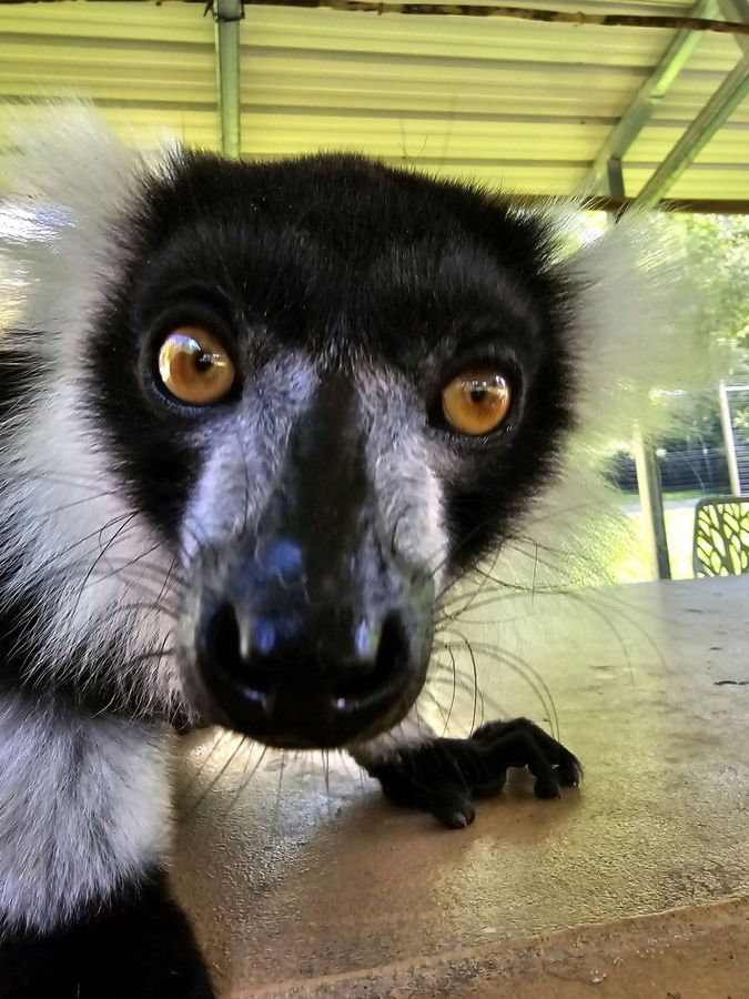 Black and white lemur at Chase Sanctuary