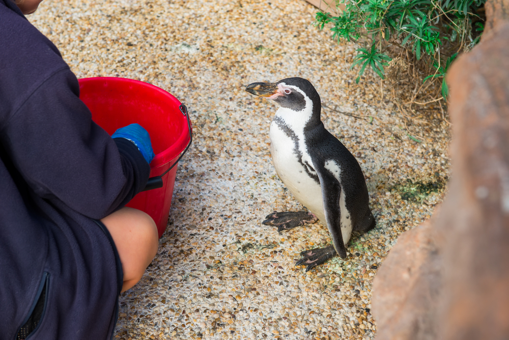 Penguin Encounter Near Tampa, FL -- Chase Sanctuary Webster