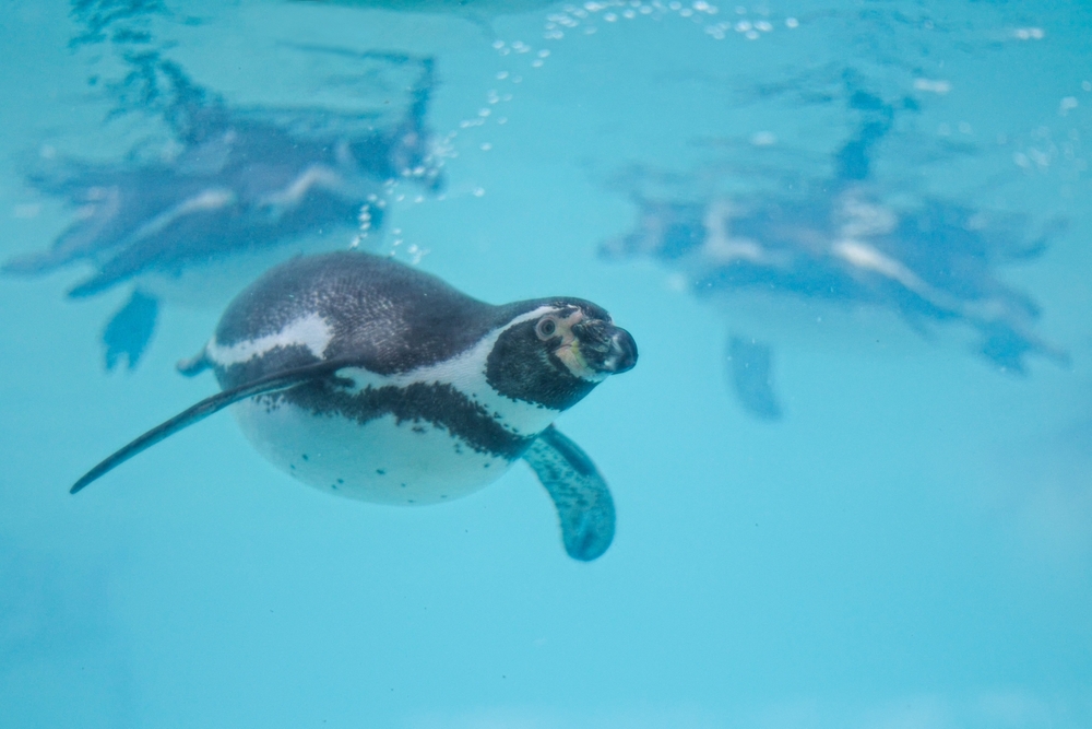 Penguin Swim Experience Florida -- Chase Sanctuary Webster