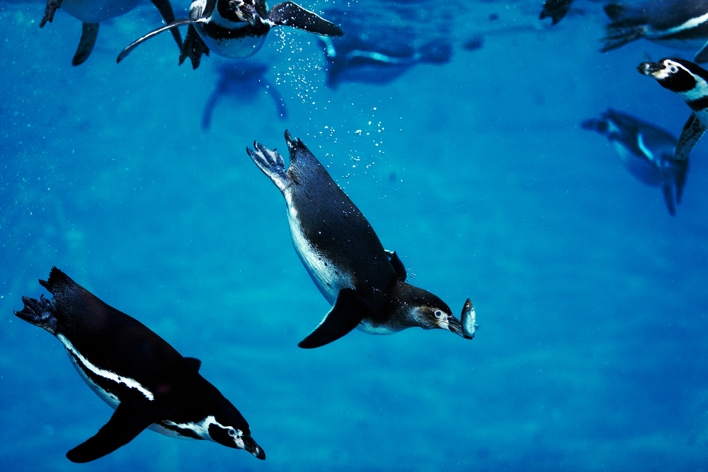 Penguin Swim Near Orlando, FL -- Chase Sanctuary Webster