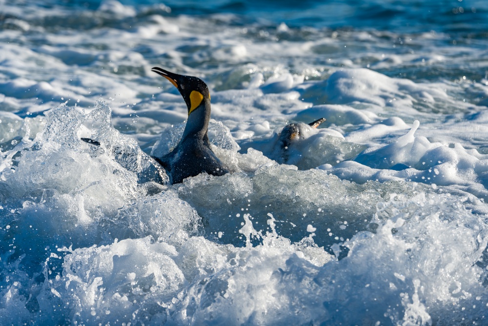 Penguin Swim Near Tampa, FL -- Chase Sanctuary Webster